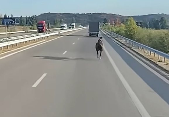 Кон препуска по магистрала „Струма