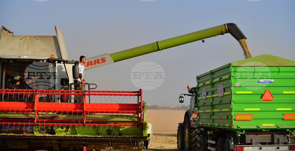 Цените на зърнените култури се стабилизираха по световните борси през изминалата седмица, отчитат експертите на ССБ