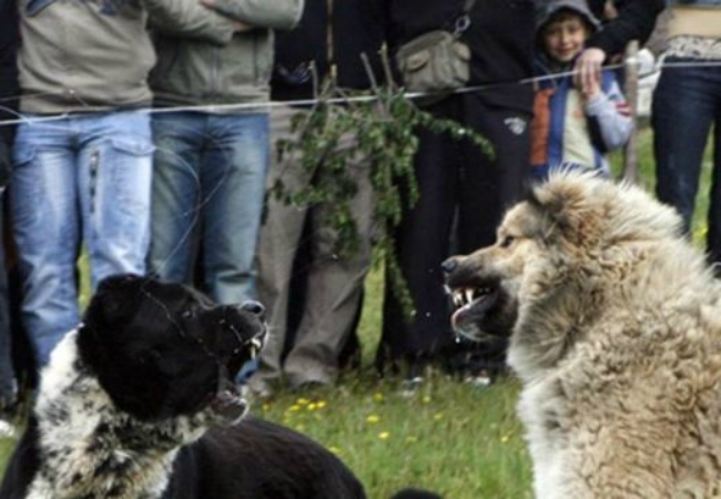 Роми организират жестоки боеве с кучета пред очите на деца!