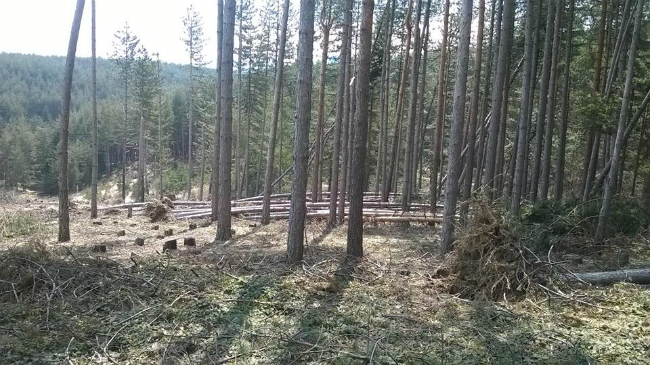 НЕ на безконтролната сеч в Самоков! Гражданите на протест – ЗА ДА ОСТАНЕ ГОРА! 